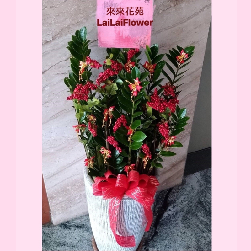 落地型金錢樹