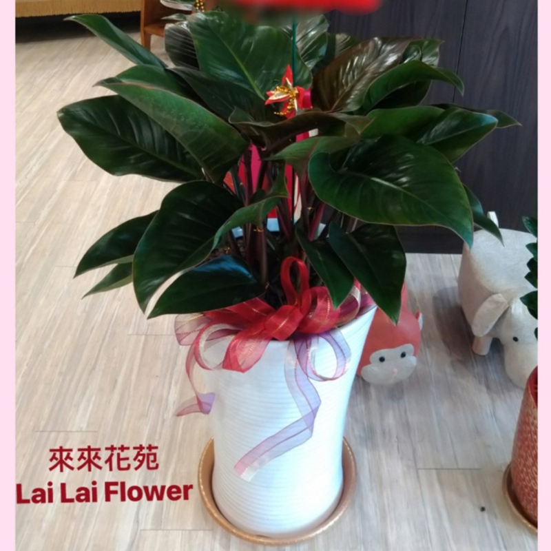 落地型紅鑽