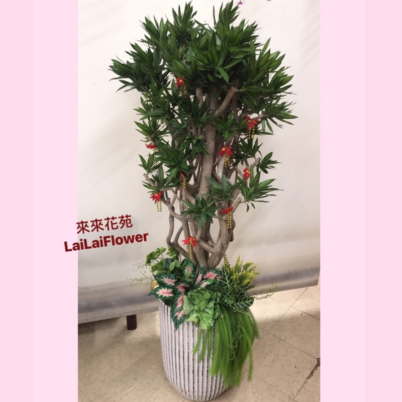 落地型細葉百合竹