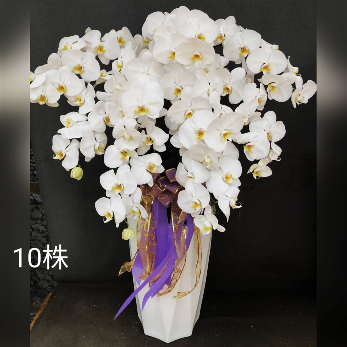 10株落地型蘭花(白)