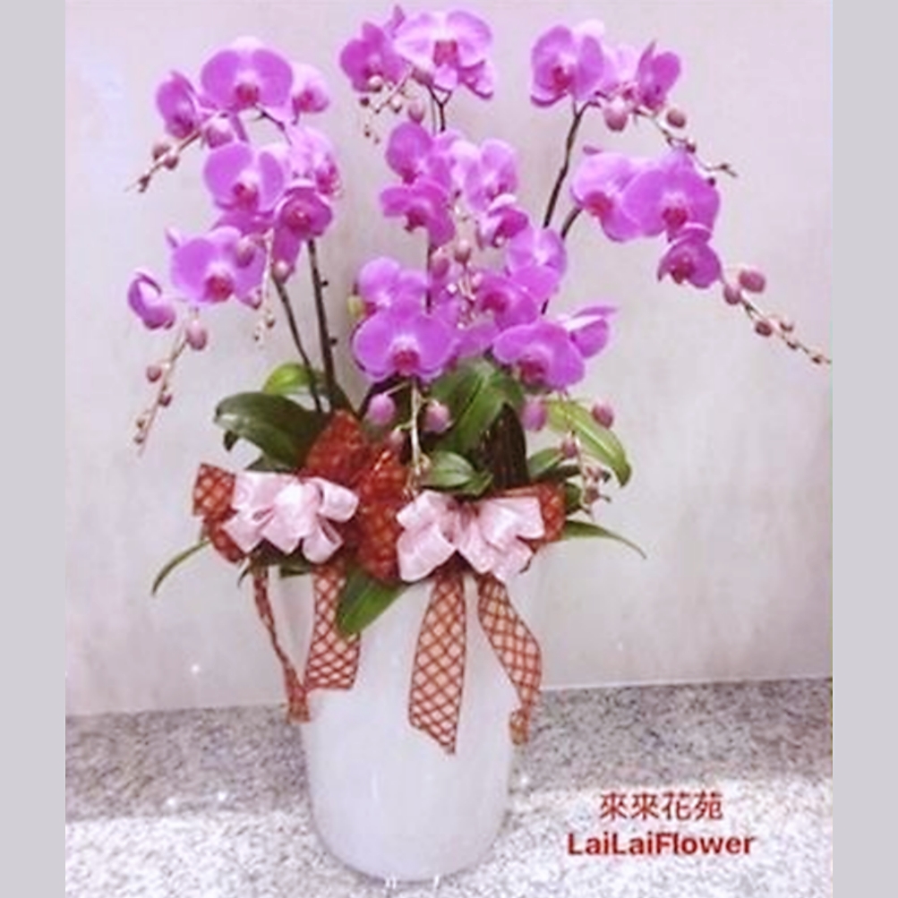 7株落地型蘭花(粉)