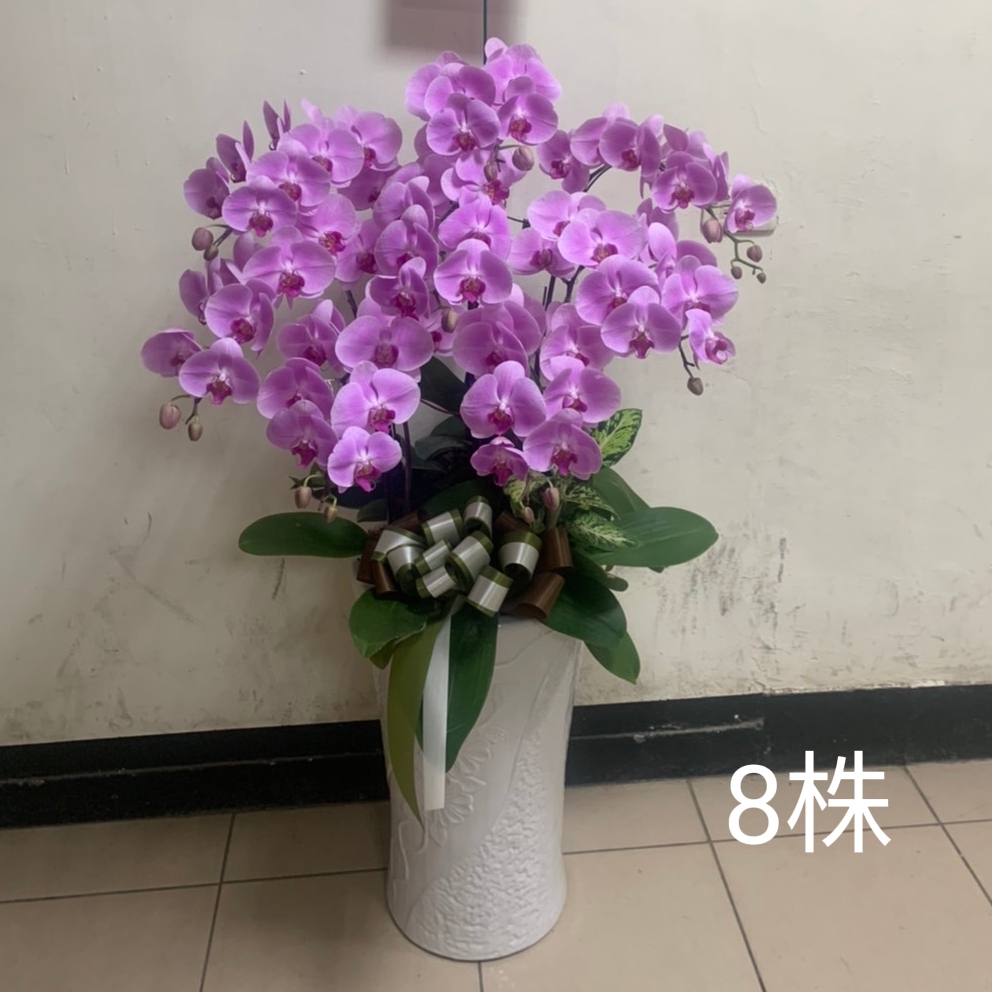 8株落地型粉色蘭花(喜慶)