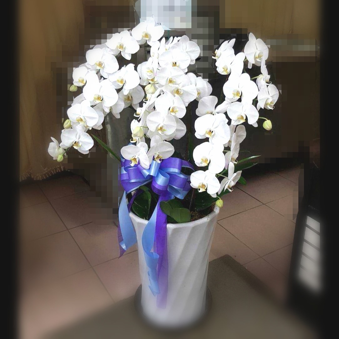 6株典雅蘭花(白)