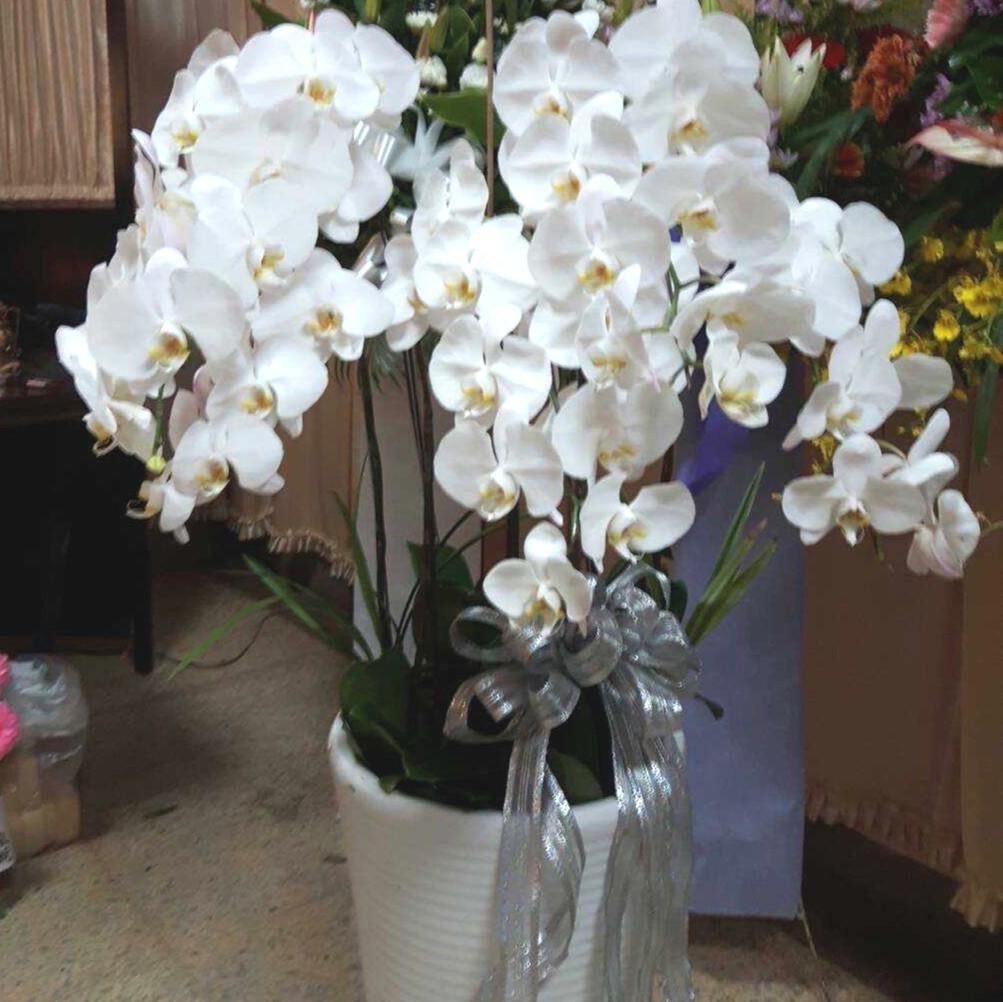 7株典雅蘭花(白)