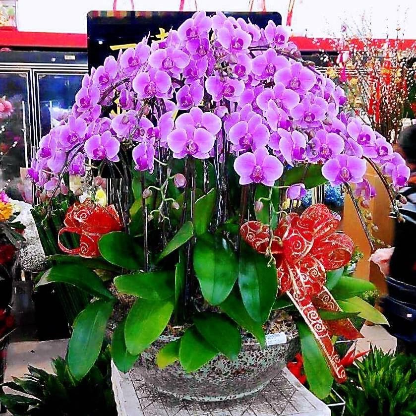 桌上型圓形典雅蘭花(喜慶)