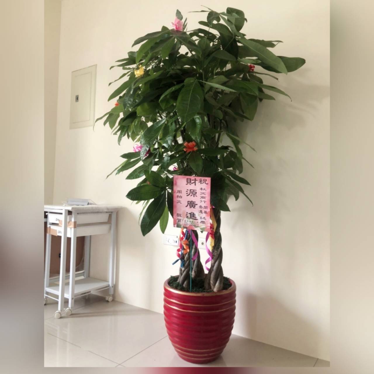 金錢樹B款