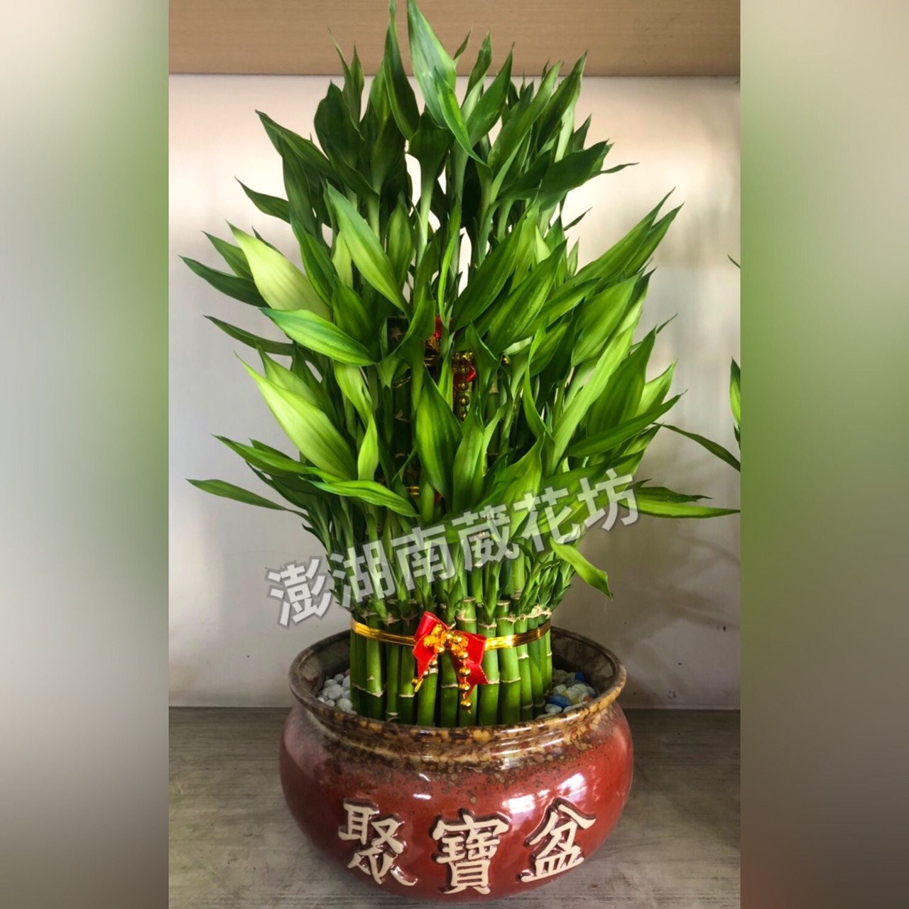 開運竹盆栽