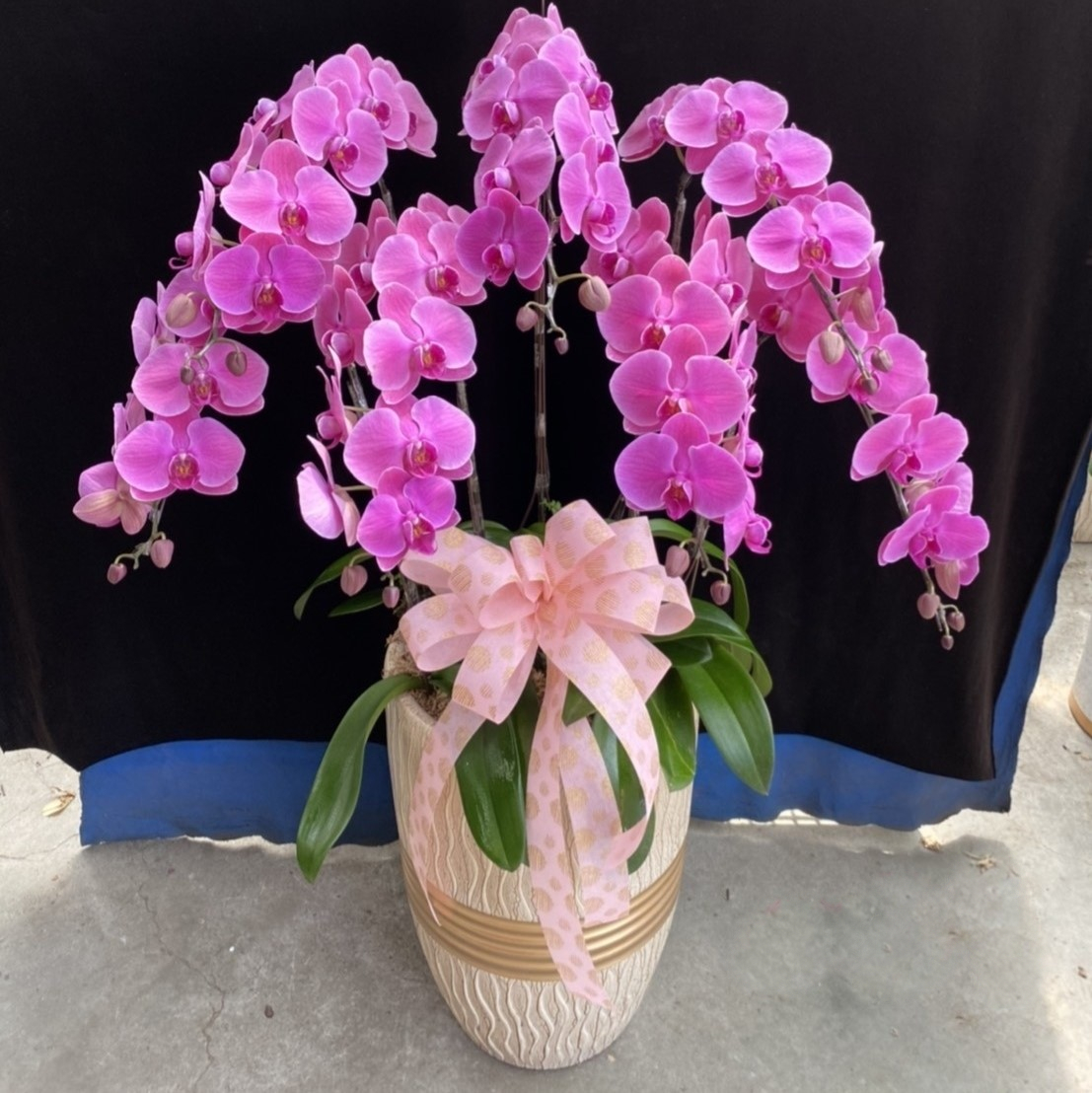 7株落地型粉色蘭花