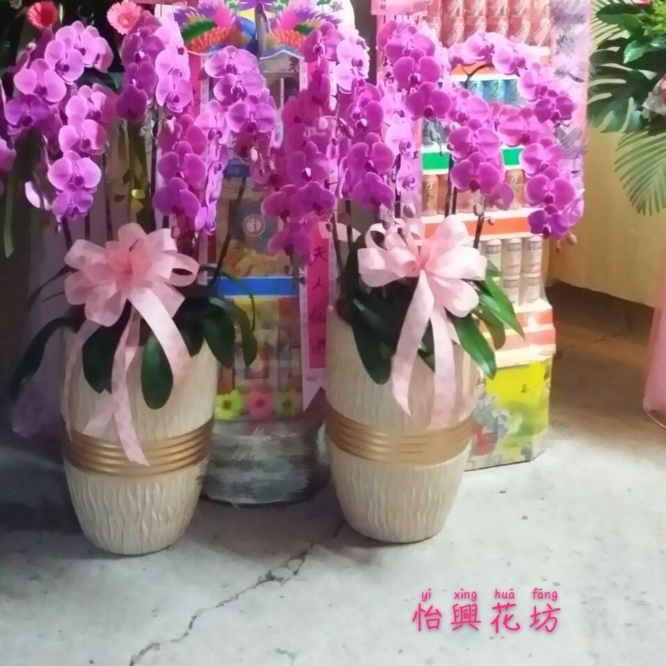 7株落地型粉色蘭花