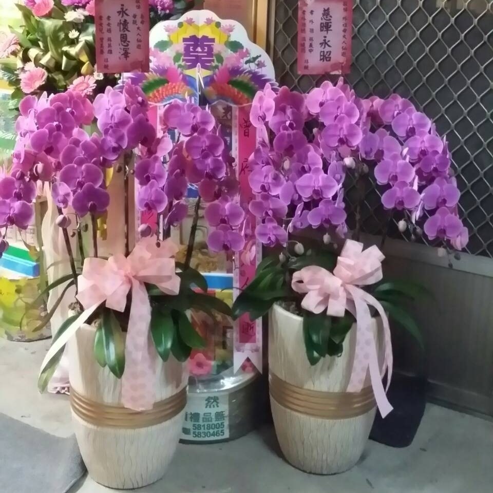 7株落地型粉色蘭花