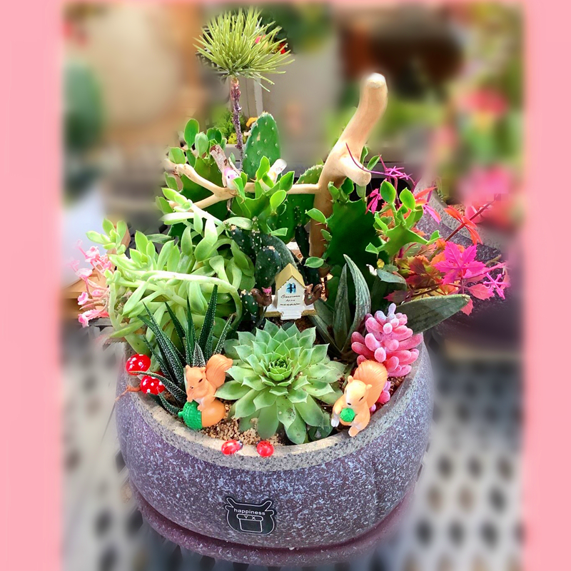 多肉植物盆栽E款