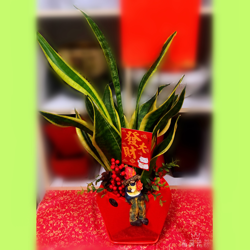 發財樹盆栽