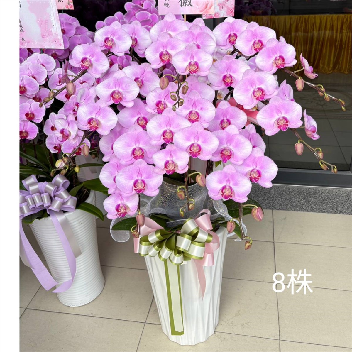 8株落地型粉色蘭花