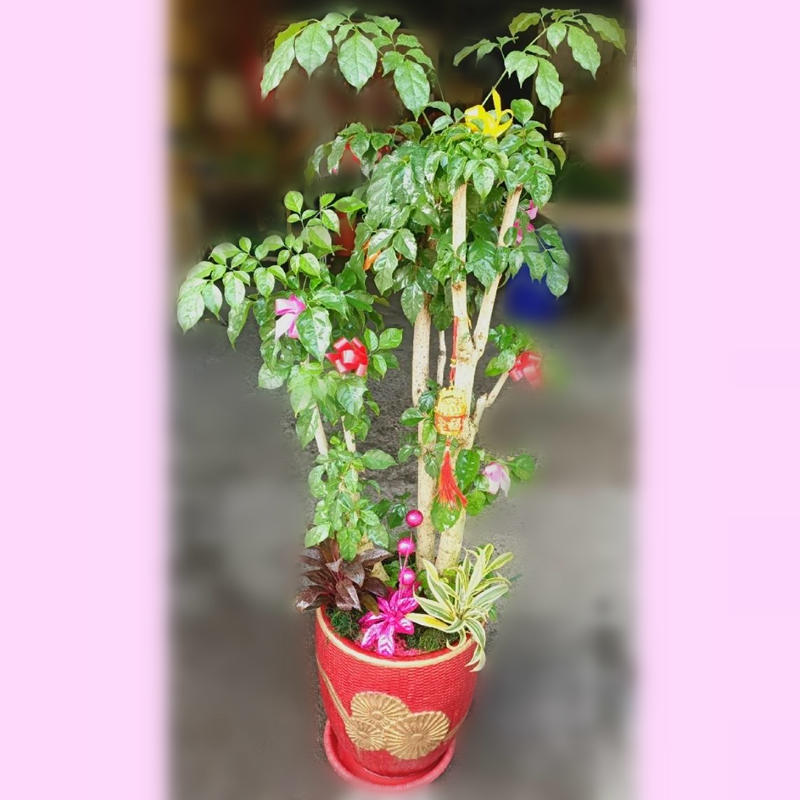 發財樹A款