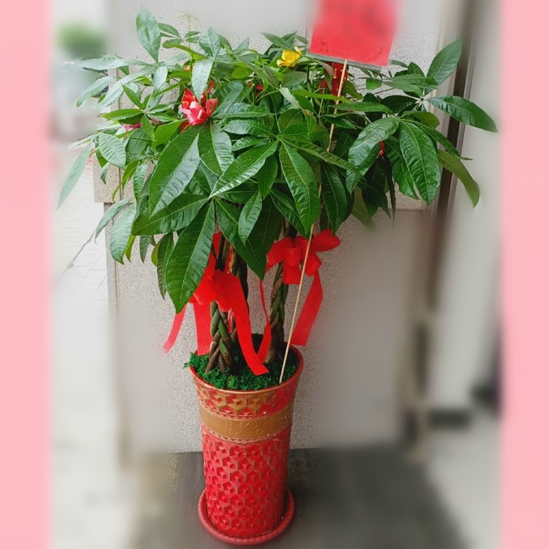 發財樹B款