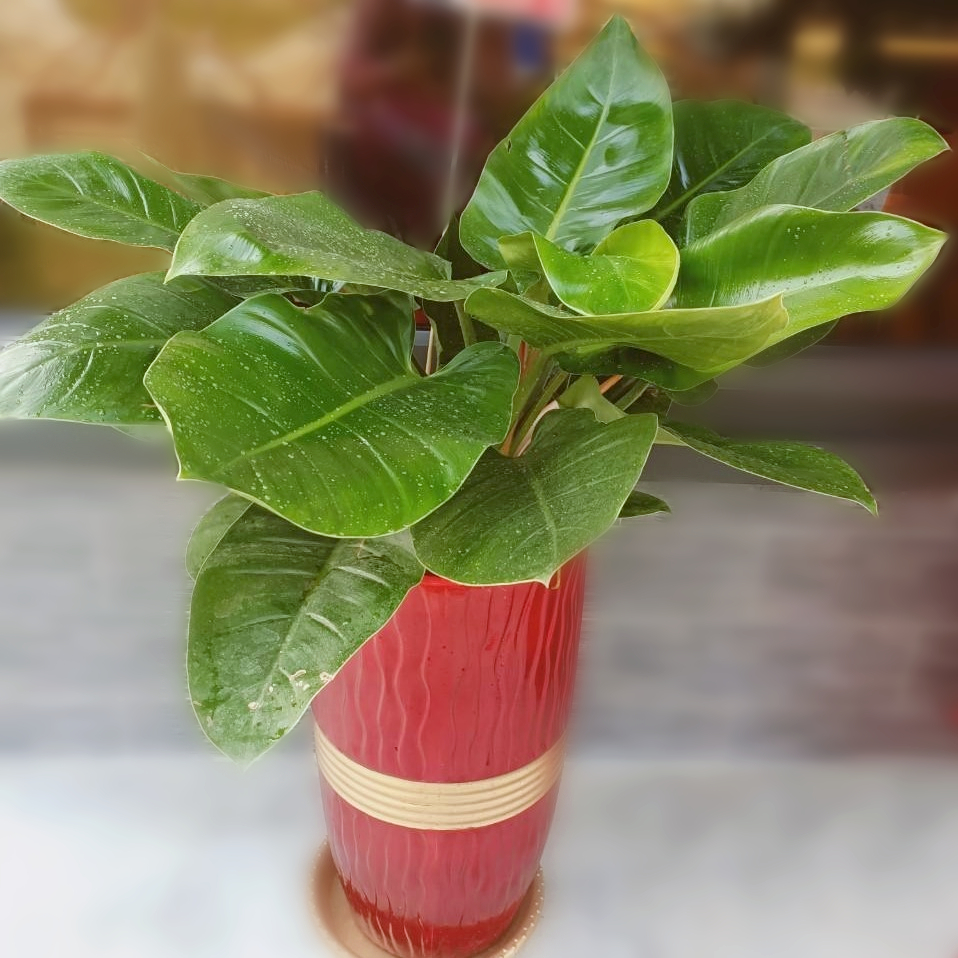 綠帝王盆栽