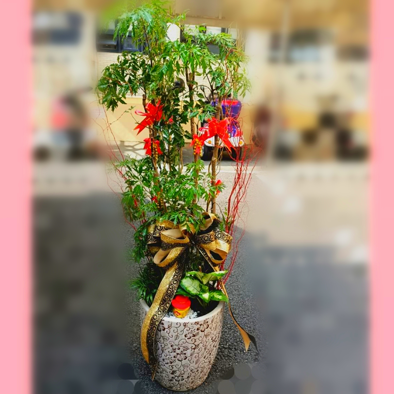旺旺樹B款