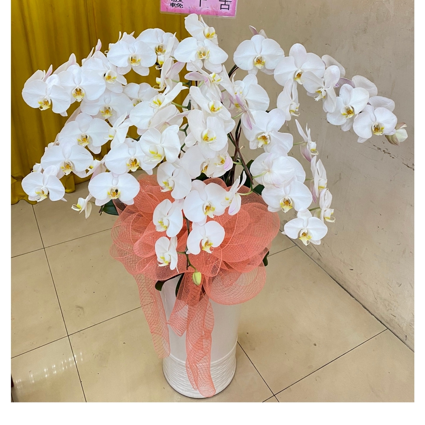 8株追念蘭花(白)B07