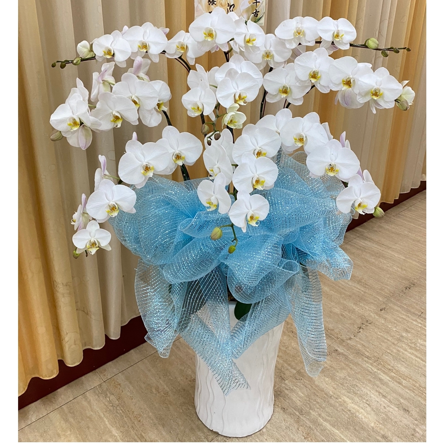 9株追念蘭花(白)B08
