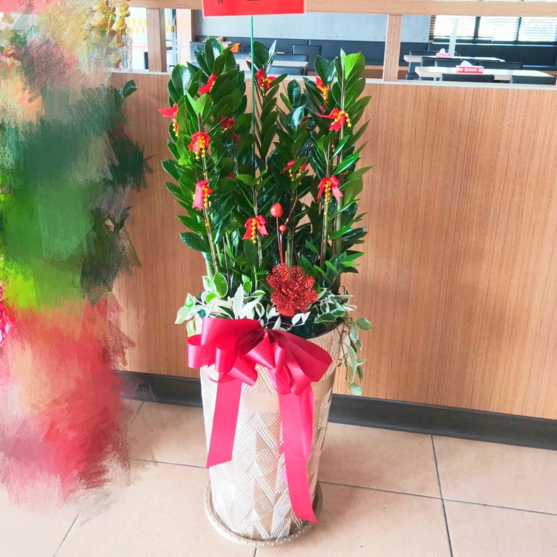 發財金錢樹盆栽