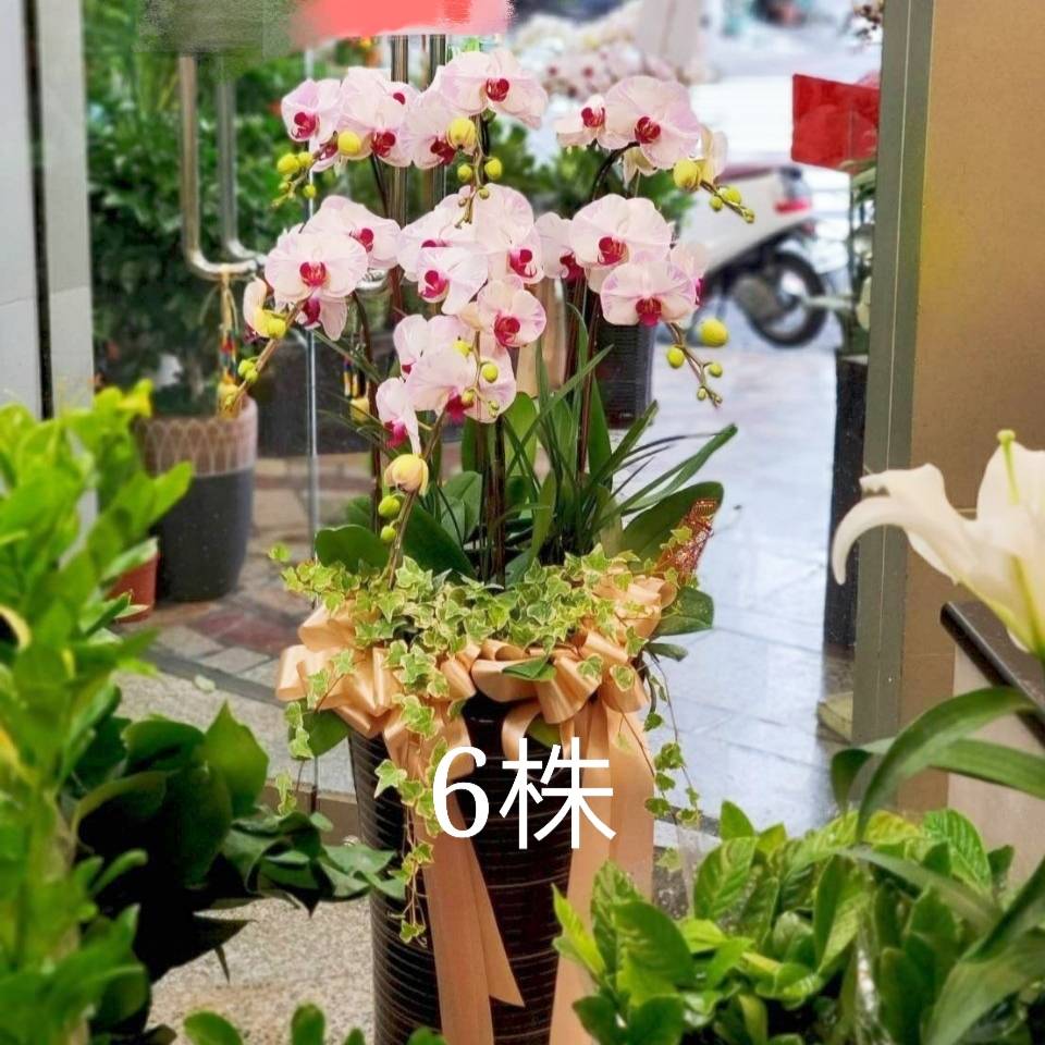 六株蝴蝶蘭盆景