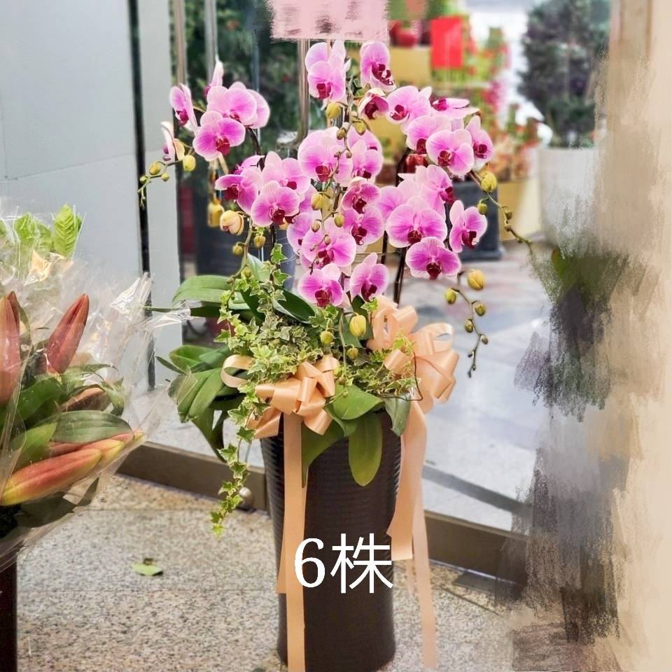 六株蝴蝶蘭盆景