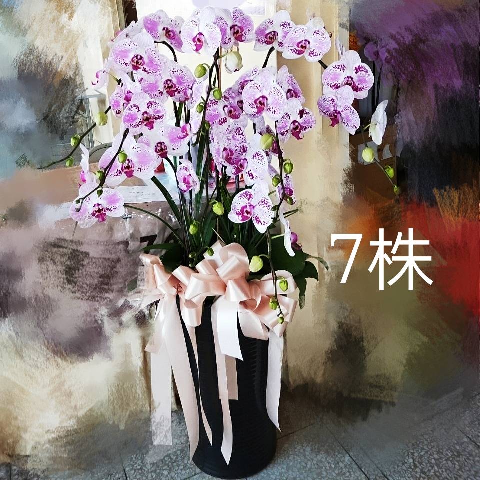 七株蝴蝶蘭盆景