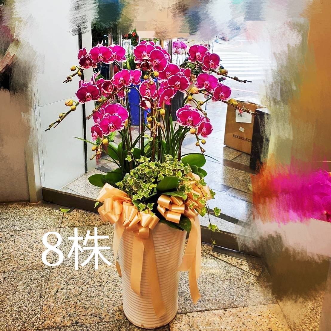 八株蝴蝶蘭盆景(粉)