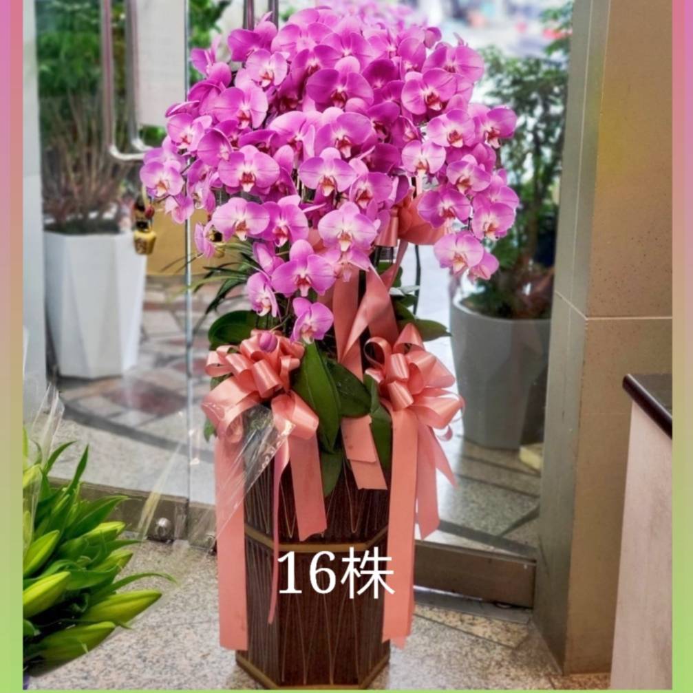16株蝴蝶蘭盆景