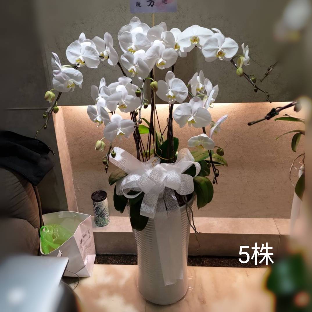 5株白色蝴蝶蘭組合盆栽