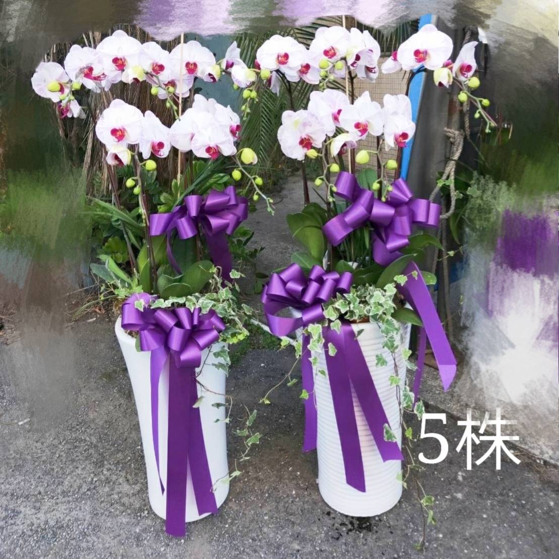 五株蝴蝶蘭盆景