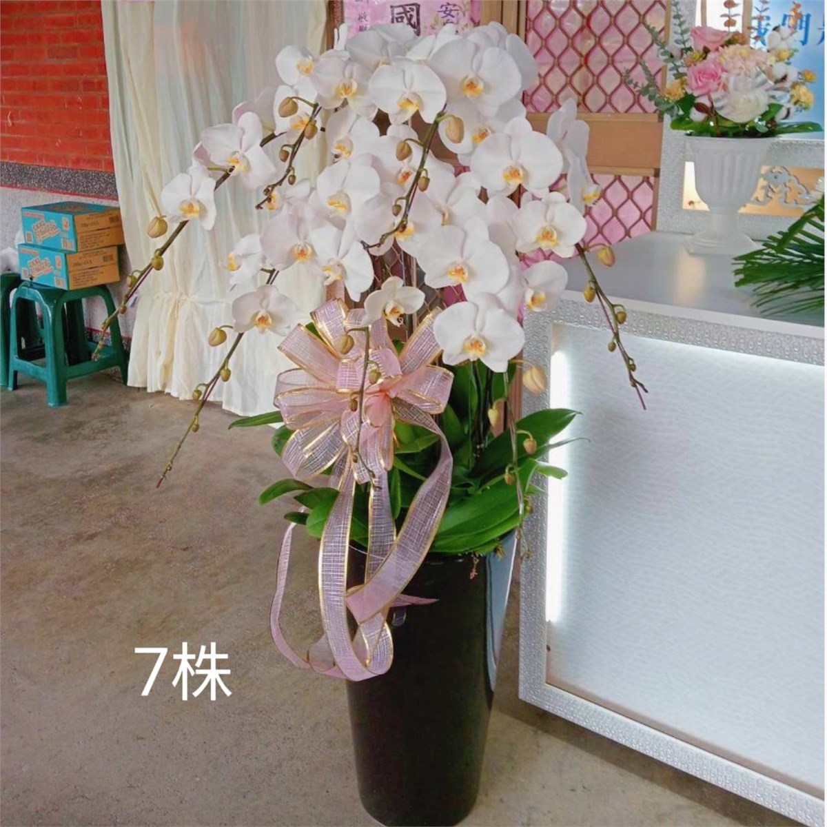 7株白色蝴蝶蘭組合盆栽