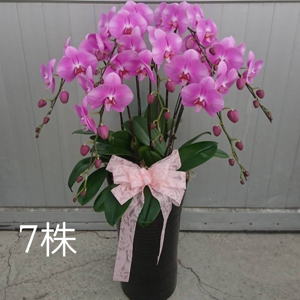 7株蘭花盆景(粉)