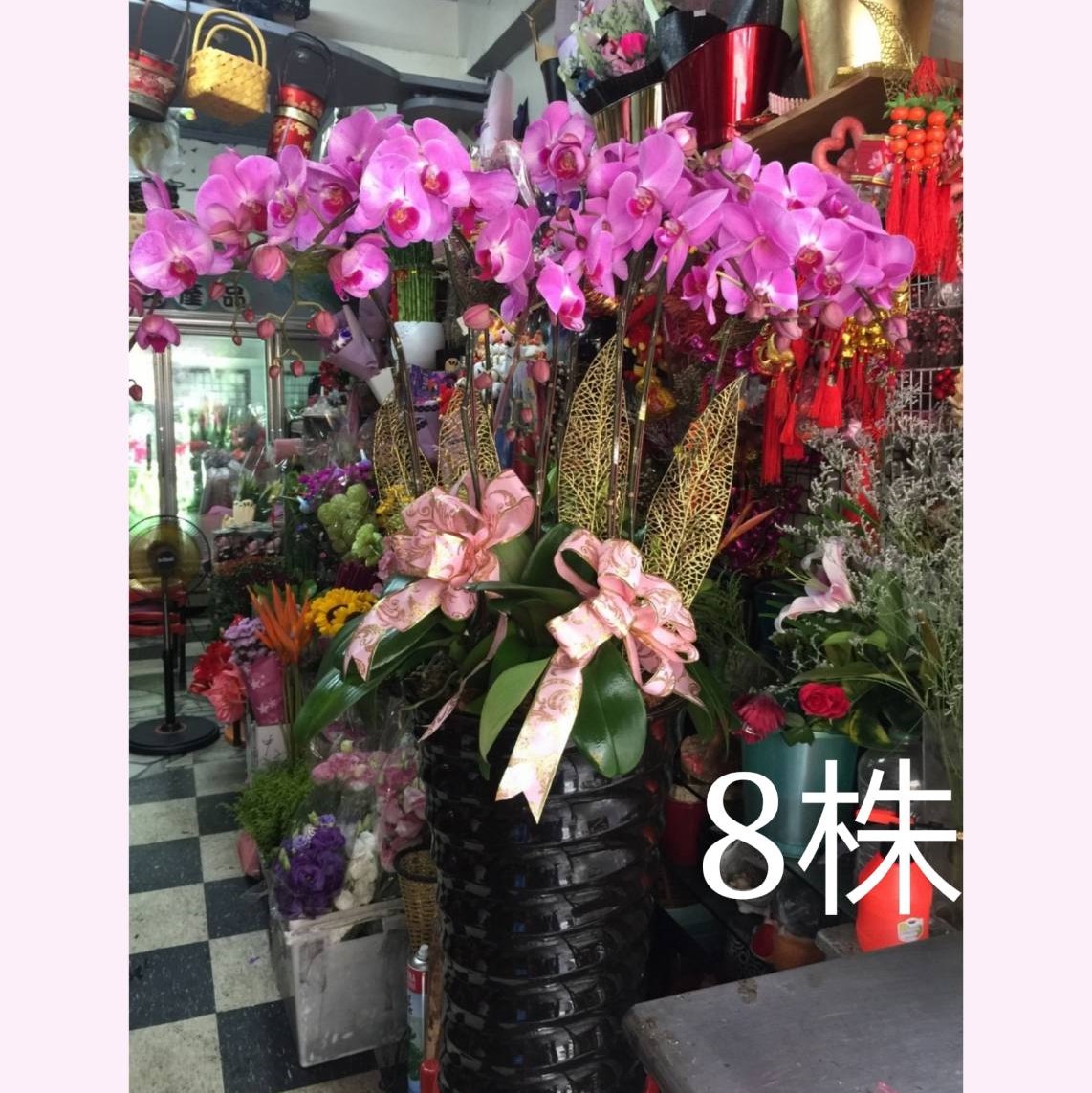 8株蘭花盆景(粉)
