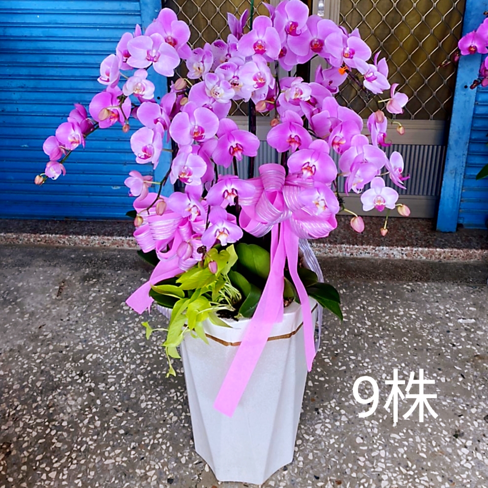 9株蘭花盆景(粉)