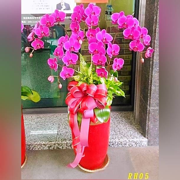 5株-粉色蘭花(落地型)