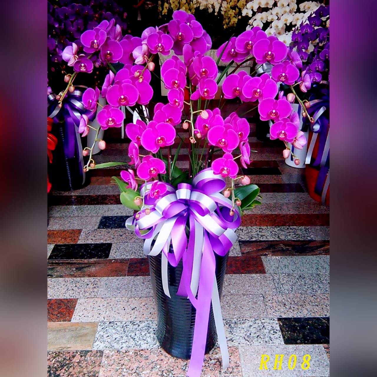 8株粉色蘭花(落地型)