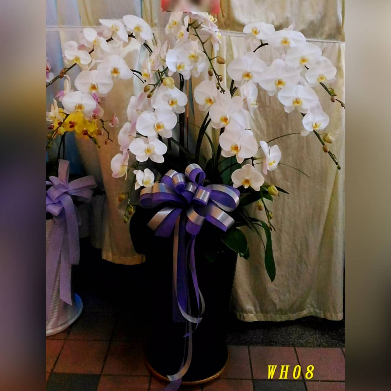8株白色蘭花(落地型)
