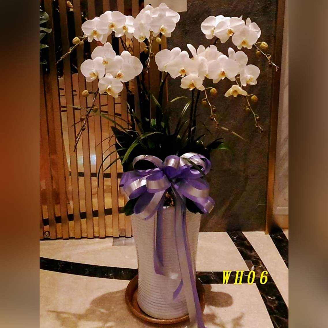 6株白色蘭花(落地型)