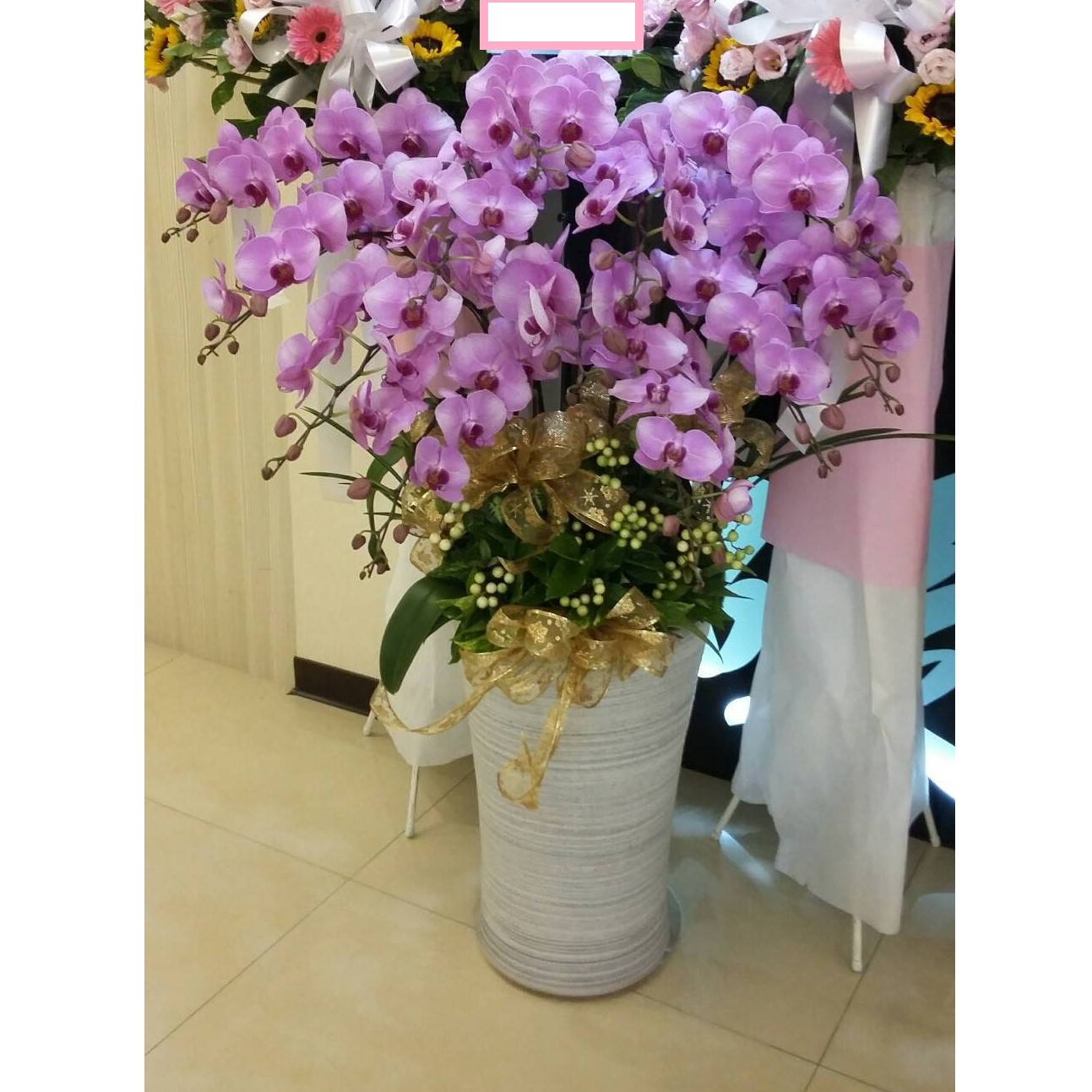 12株蘭花盆景(粉)