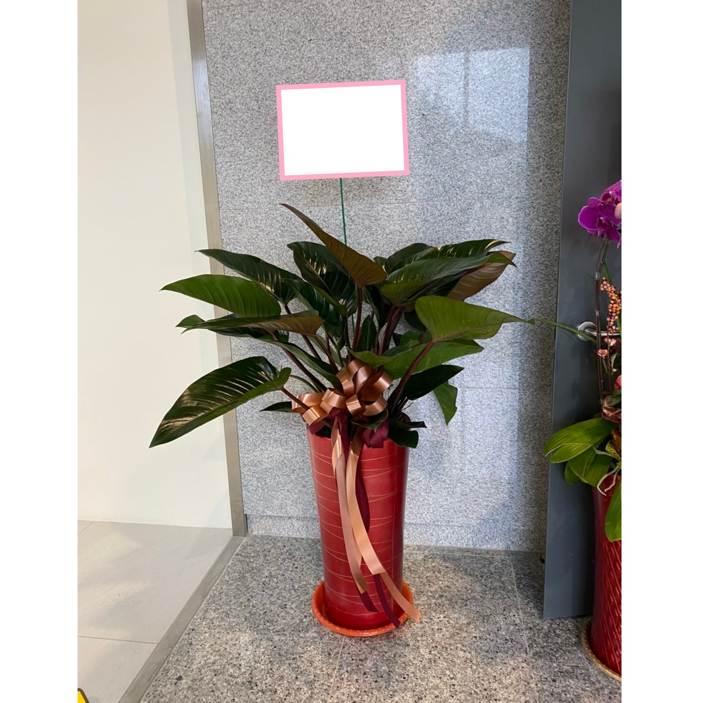 綠鑽盆栽