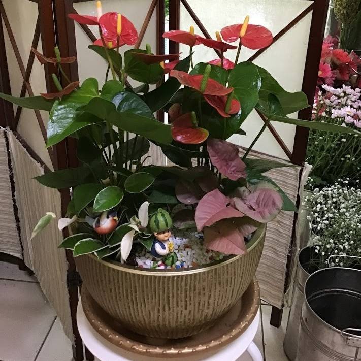 火鶴組合盆栽