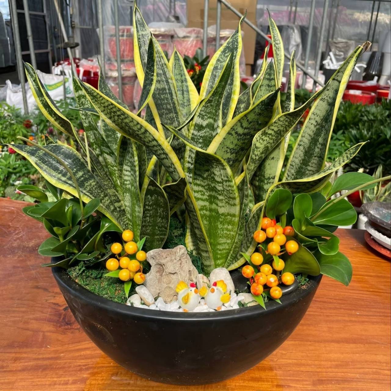 虎尾蘭組合盆栽