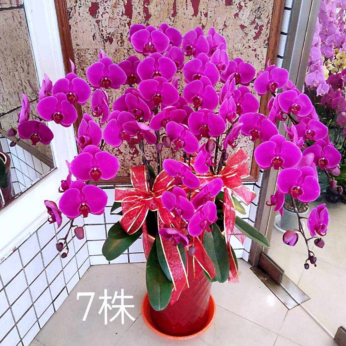 七株粉色典雅蘭花