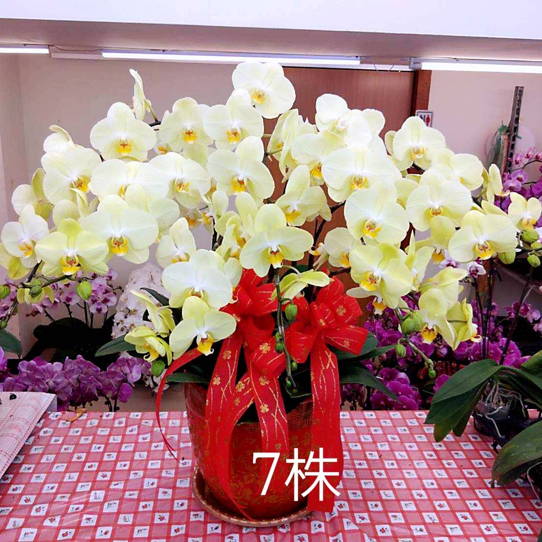 七株典雅蘭花