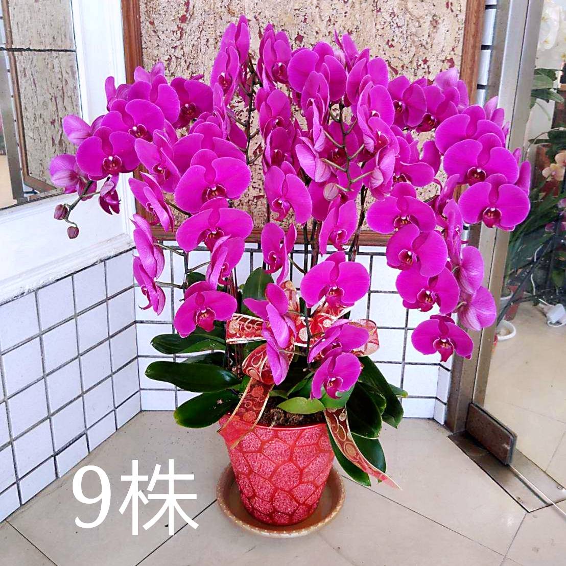 九株粉色典雅蘭花