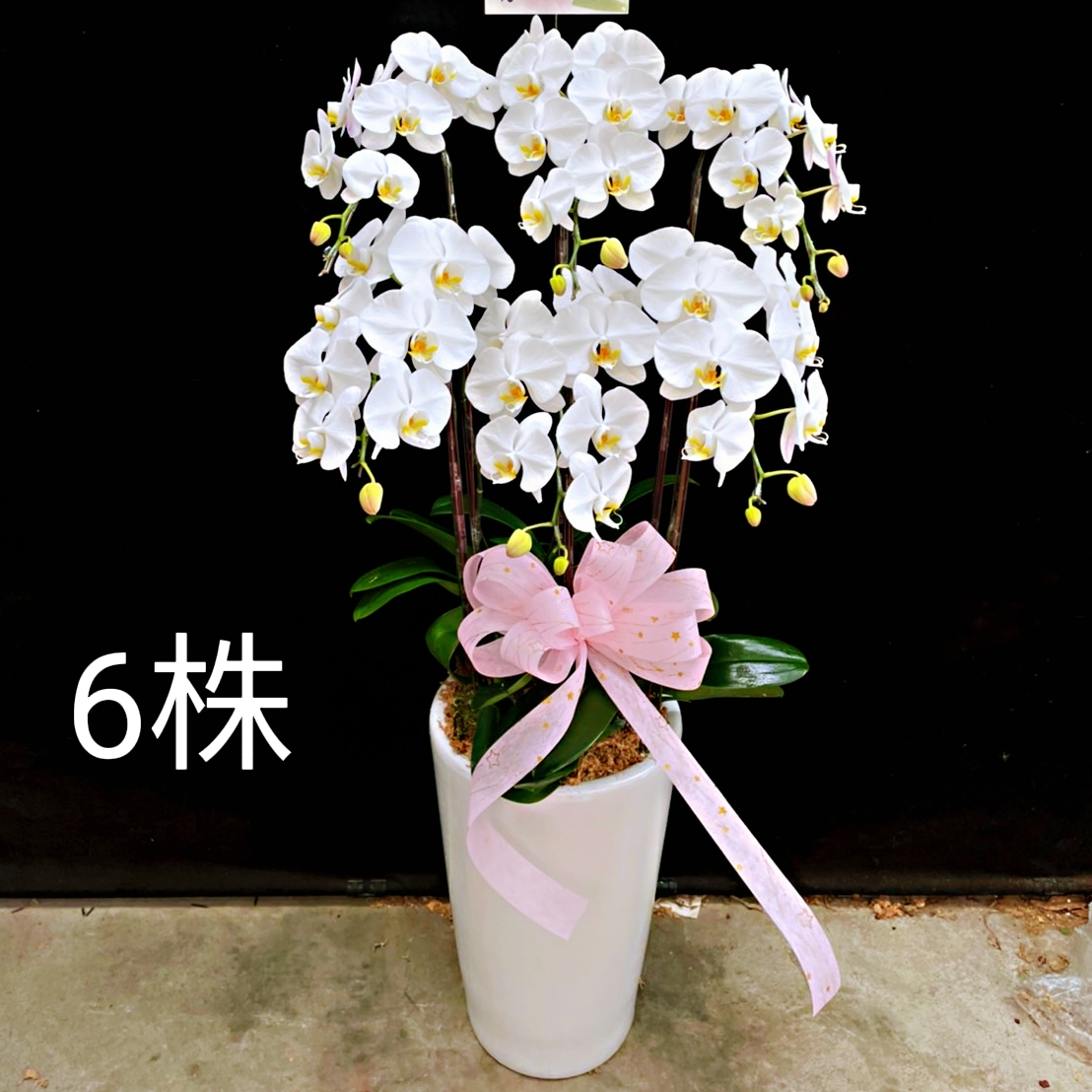 六株白色蘭花盆