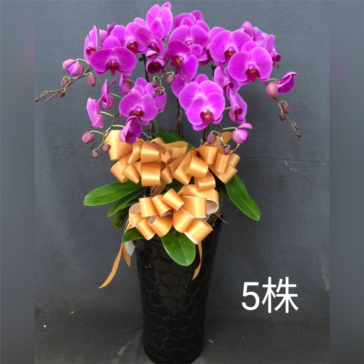 五株粉色蘭花盆
