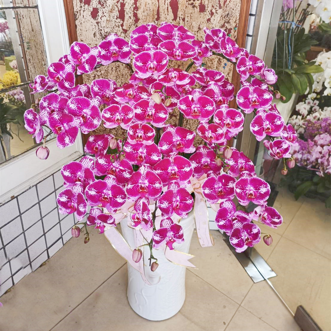 十株典雅蘭花