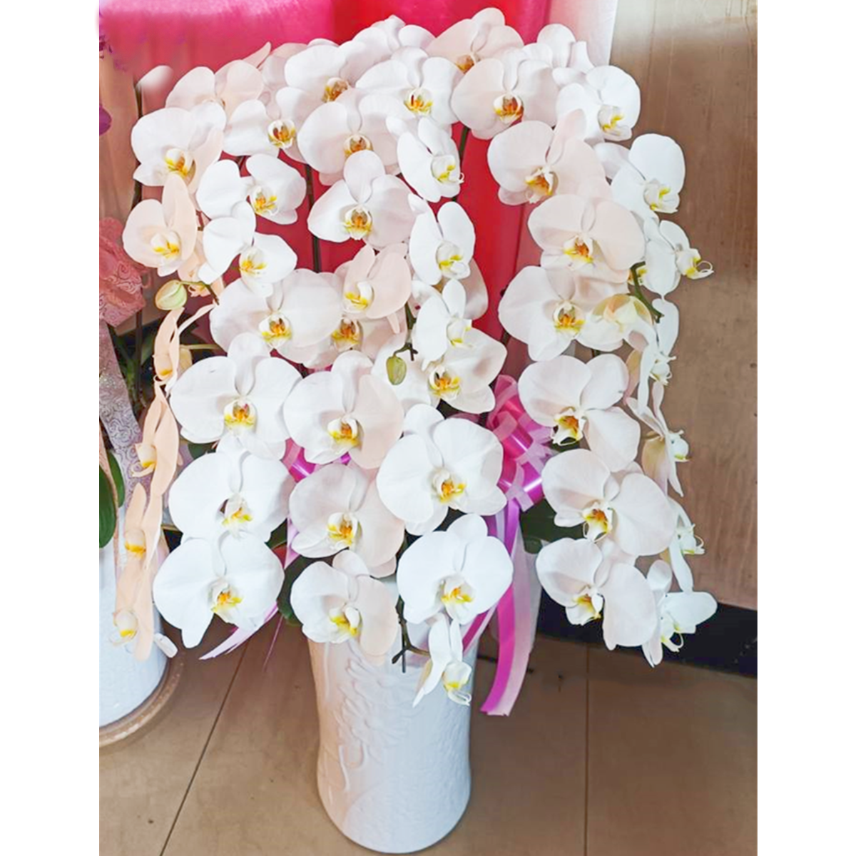 六株白色蘭花盆
